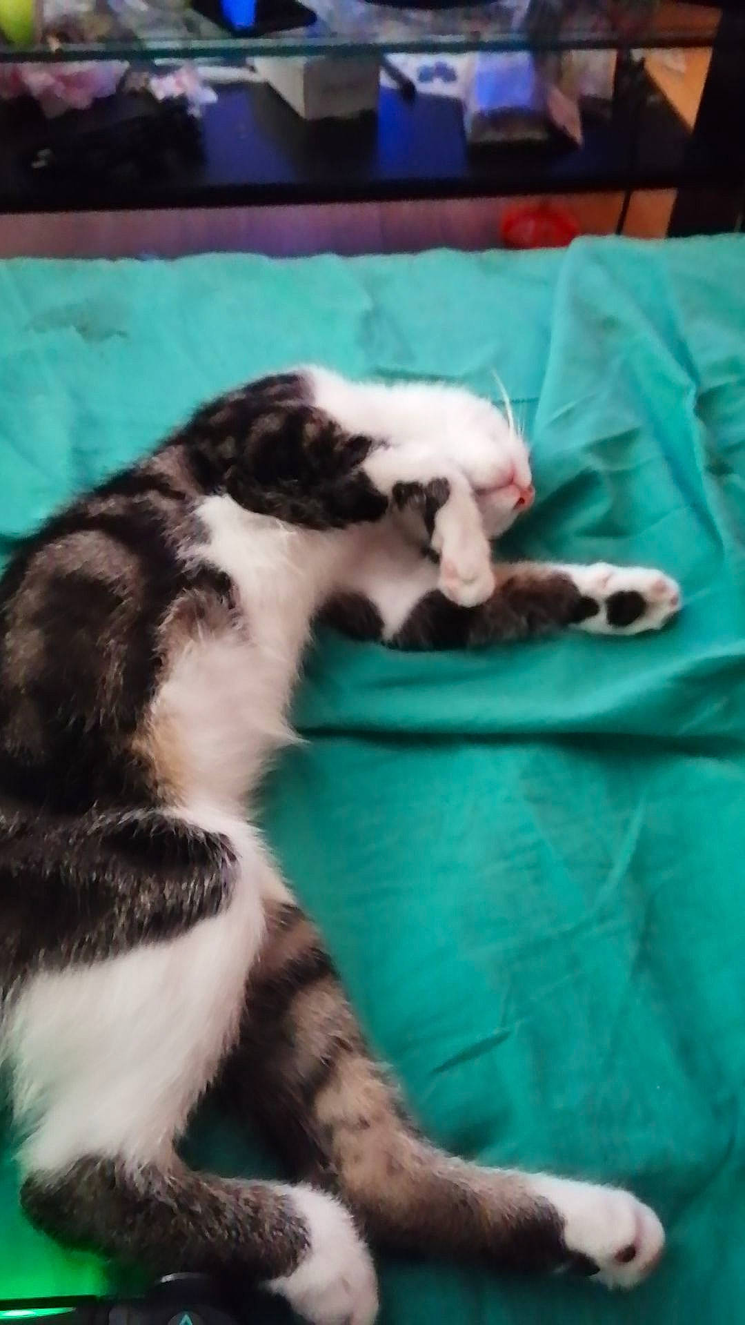 Fifou a rejoint le concours — aidez-le/la à gagner de superbes lots ! canidae, carnivore, cat, comfort, companion_dog, dog_breed, domestic_short_haired_cat, felidae, fur, linens, mammal, small_to_medium_sized_cats, tail, whiskers