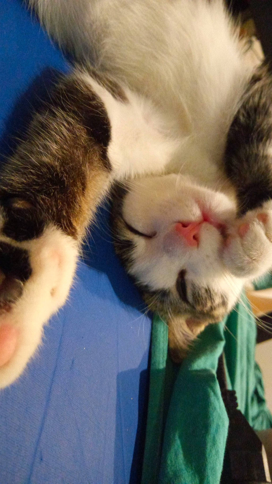 Fifou a rejoint le concours — aidez-le/la à gagner de superbes lots ! carnivore, cat, claw, companion_dog, dog_breed, domestic_short_haired_cat, ear, eye, felidae, fur, gesture, mammal, nose, paw, sky, small_to_medium_sized_cats, snout, tail, vertebrate, whiskers