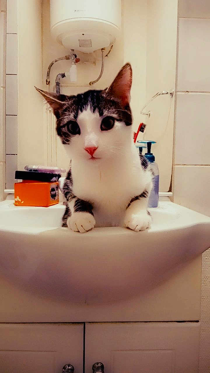 Fifou