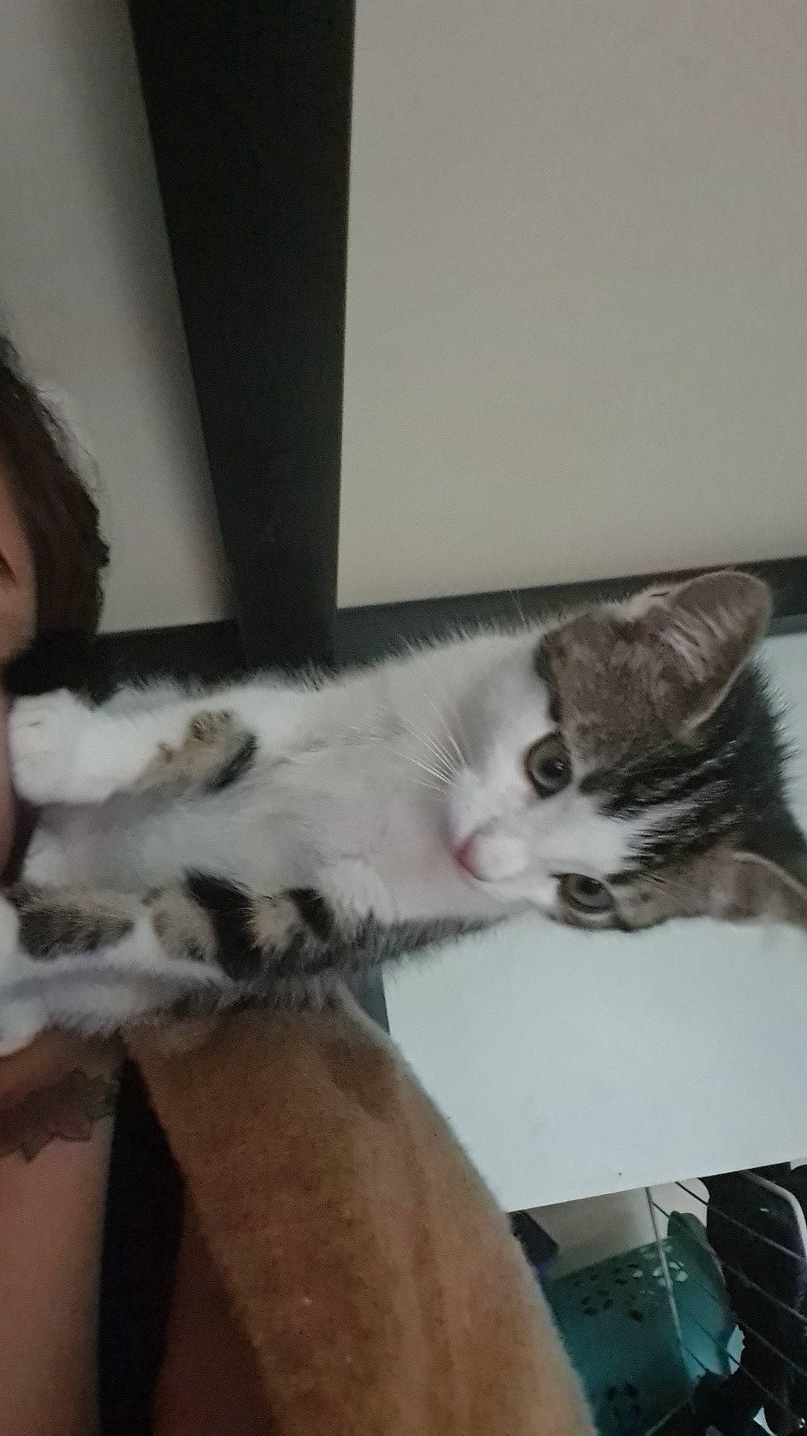 Fifou a rejoint le concours — aidez-le/la à gagner de superbes lots ! cardboard, carnivore, cat, claw, comfort, domestic_short_haired_cat, ear, felidae, fur, nap, paw, small_to_medium_sized_cats, snout, tail, whiskers