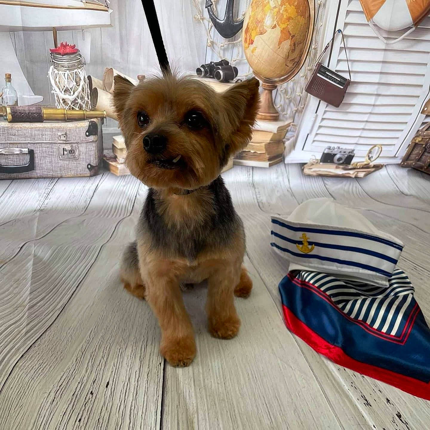 Sammy joined the competition — help win amazing prizes! canidae, carnivore, chair, companion_dog, dog, dog_breed, dog_clothes, dog_supply, fashion_accessory, fawn, fur, liver, small_terrier, snout, sporting_group, terrier, toy_dog, wood, working_animal, yorkshire_terrier