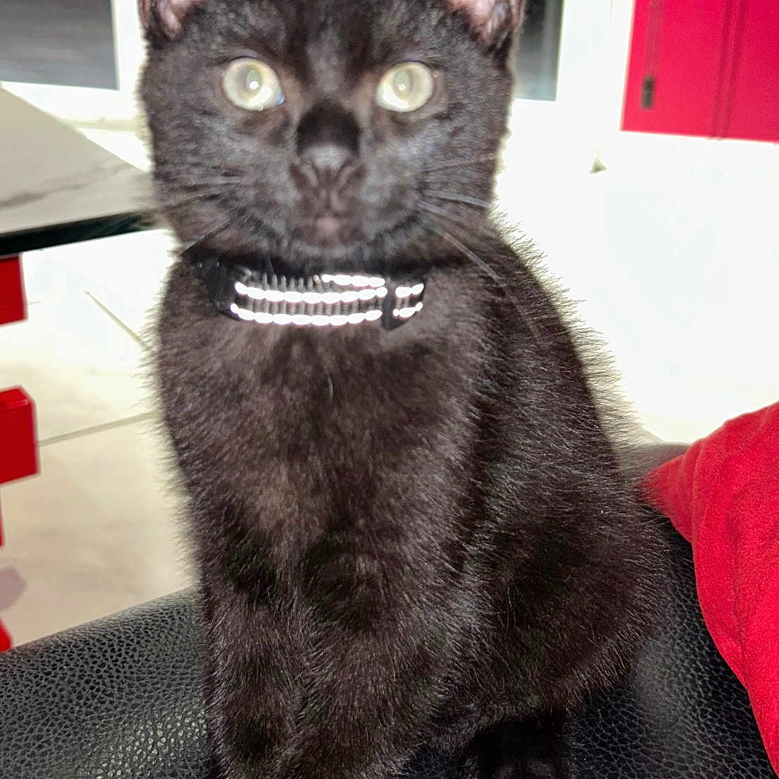 Braséro participe au concours pour gagner de l'argent avec cette photo : animal, black_cat, bright_eyes, close_up, collar, curious, domestic_cat, feline, furniture, home, indoor, kitten, paw, pet, red_wall, reflective_collar, sitting, texture, window, young_cat