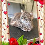 Maya a rejoint le concours — aidez-le/la à gagner de superbes lots ! cat, gray_cat, fluffy, feline, pets, indoor, flowers, roses, red_roses, pink_roses, hearts, romantic, frame, decorative_border, green_leaves, sparkles, table_surface, resting, cute, animal
