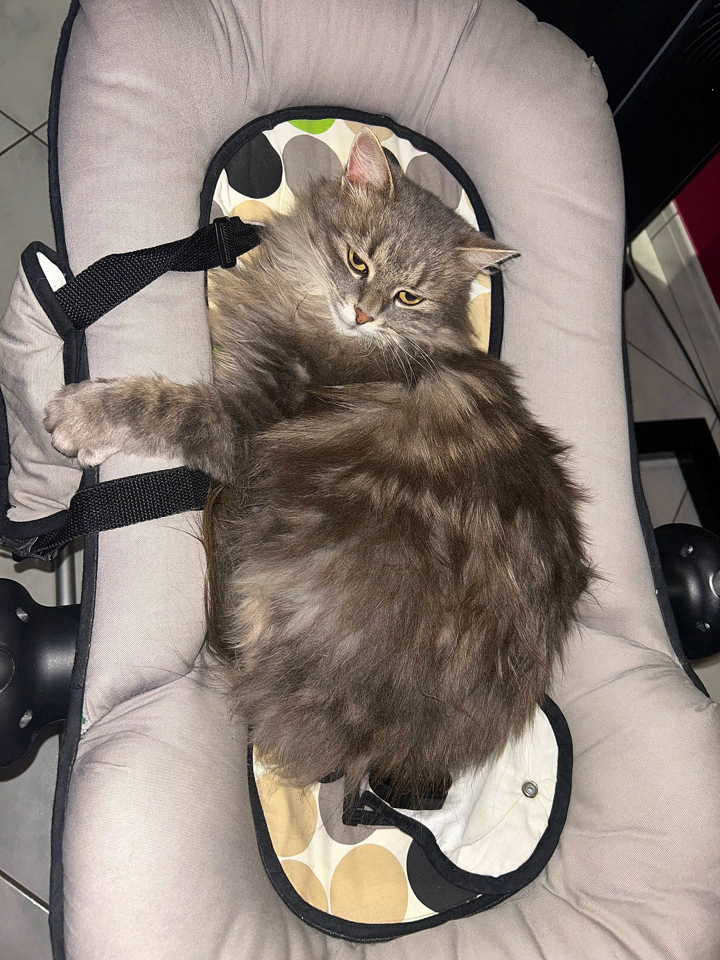 animal, baby_seat, cat, closeup, comfort, cozy, cute, domestic, ears, fabric, feline, fluffy, fur, gray_cat, household, indoor, pet, relaxed, resting, whiskers