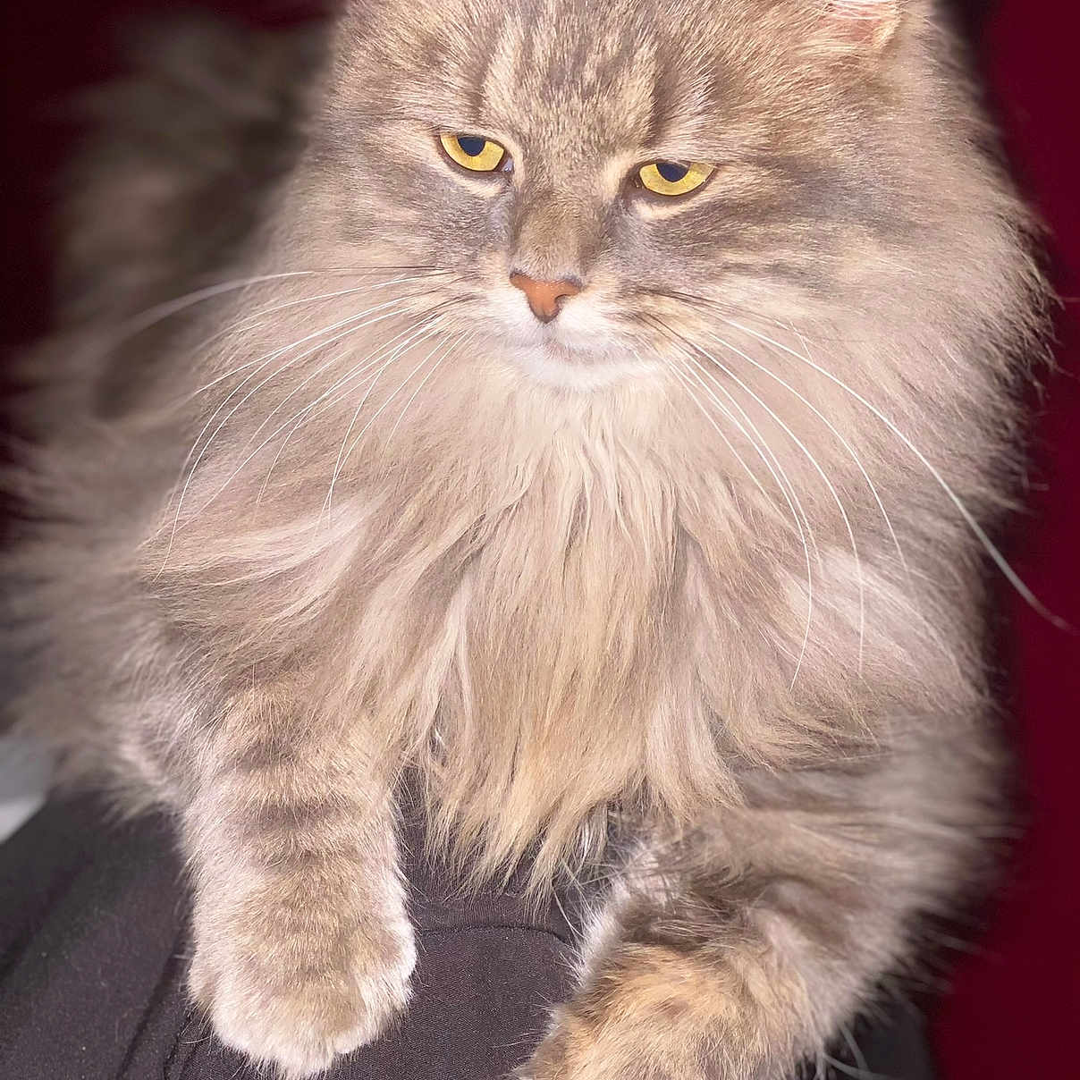 Maya