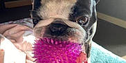 Larry is registered to the contest to win money with this photo: boston_terrier, dog, toy, purple_ball, indoor, bed, blanket, pet, animal, playful, cute, fur, ears, eyes, mouth, paw, light, shadow, cozy, expression