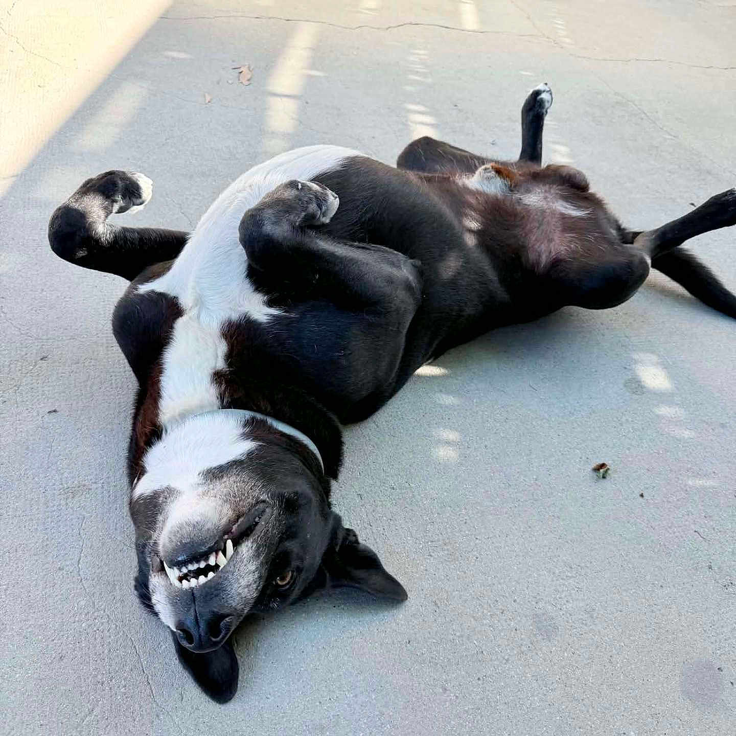 Kodah participe au concours pour gagner de l'argent avec cette photo : dog, black_and_white, pet, outdoor, concrete, playful, grinning, lying_down, sunlight, shadow, canine, happy, animal, domestic_animal, funny, relaxed, collar, smiling, paw, tongue