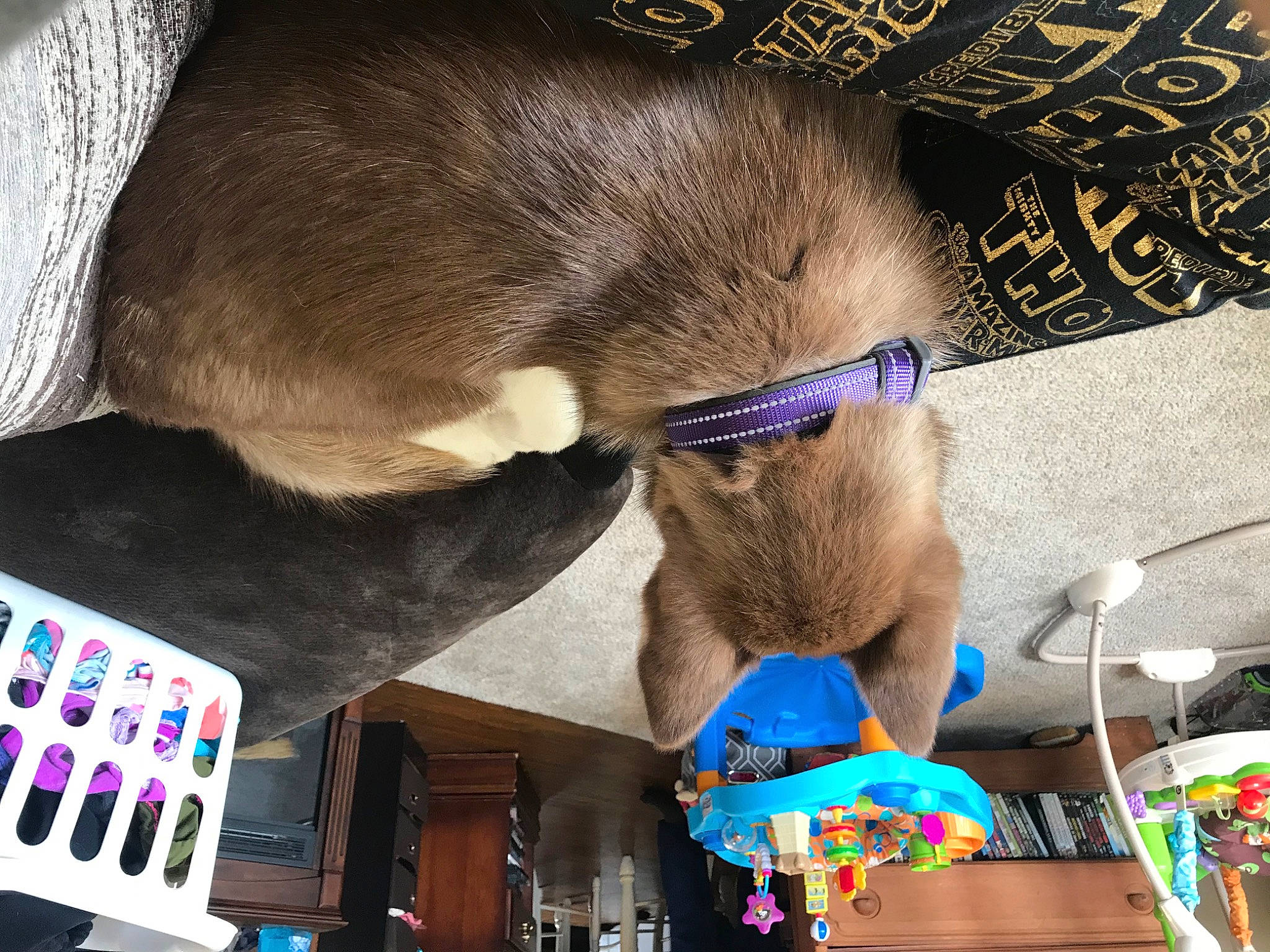 Shasta is registered to the contest to win money with this photo: canidae, carnivore, dog_breed, fawn, puppy, sporting_group, weimaraner