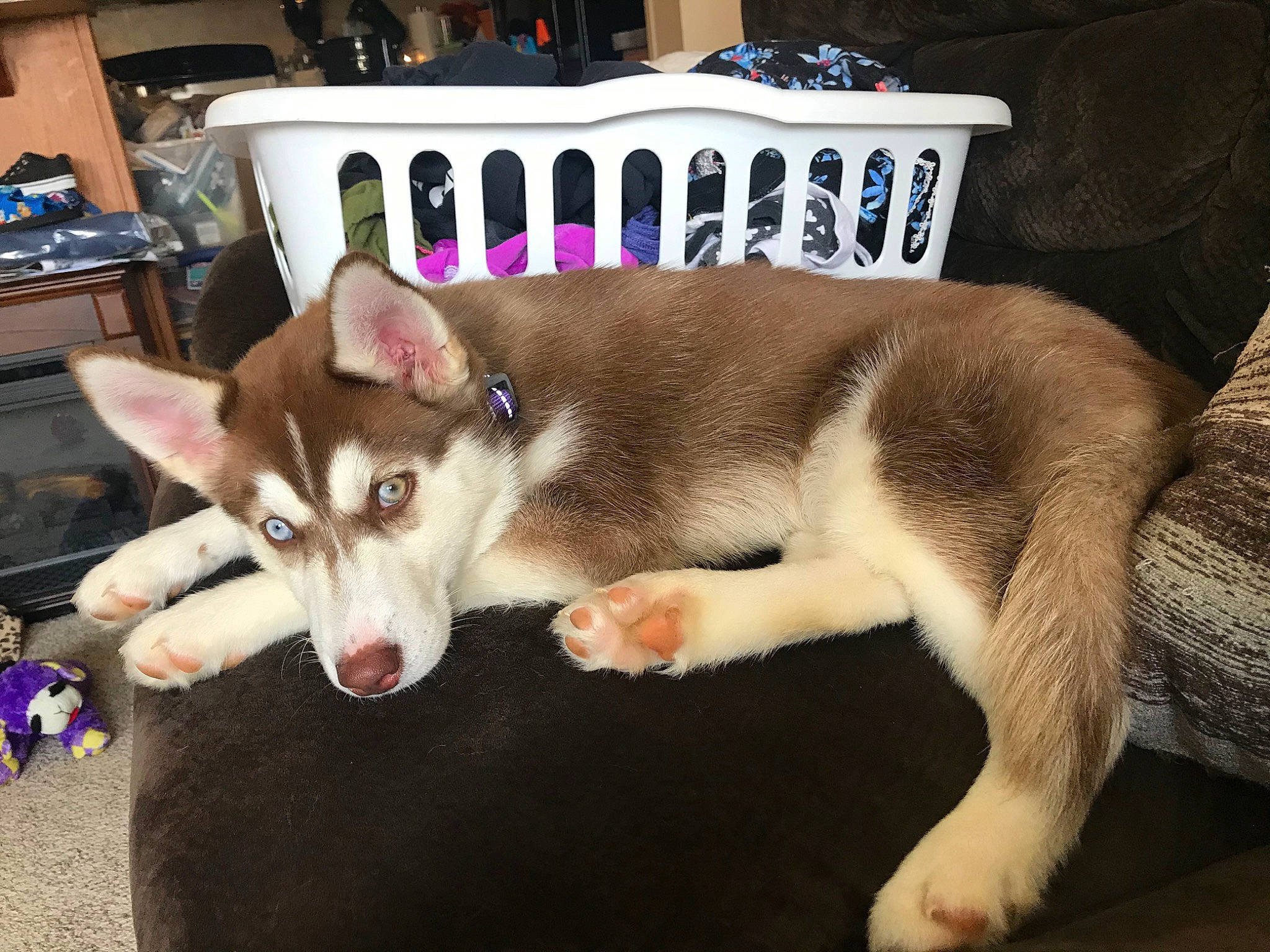 Shasta is registered to the contest to win money with this photo: alaskan_klee_kai, alaskan_malamute, canadian_eskimo_dog, canidae, carnivore, dog, dog_breed, east_siberian_laika, labrador_husky, mammal, miniature_siberian_husky, native_american_indian_dog, northern_inuit_dog, sakhalin_husky, seppala_siberian_sleddog, siberian_husky, sled_dog, tamaskan_dog, vertebrate, wolfdog