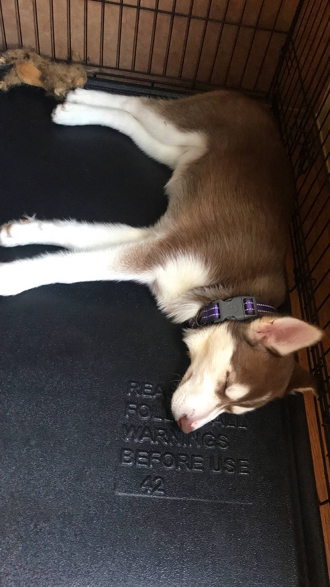 Shasta is registered to the contest to win money with this photo: canidae, carnivore, dog, dog_breed, fawn, ibizan_hound, italian_greyhound, paw, tail