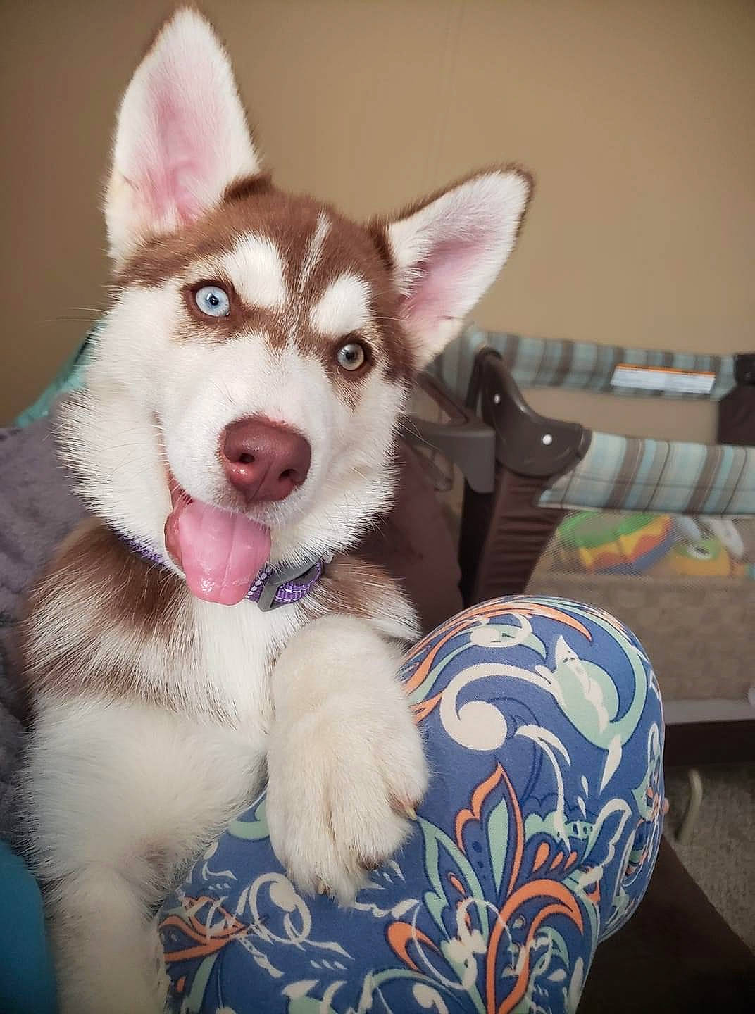 Shasta is registered to the contest to win money with this photo: alaskan_klee_kai, alaskan_malamute, canadian_eskimo_dog, canidae, carnivore, dog, dog_breed, labrador_husky, mammal, miniature_siberian_husky, native_american_indian_dog, northern_inuit_dog, puppy, sakhalin_husky, seppala_siberian_sleddog, siberian_husky, sled_dog, tamaskan_dog, vertebrate, wolfdog