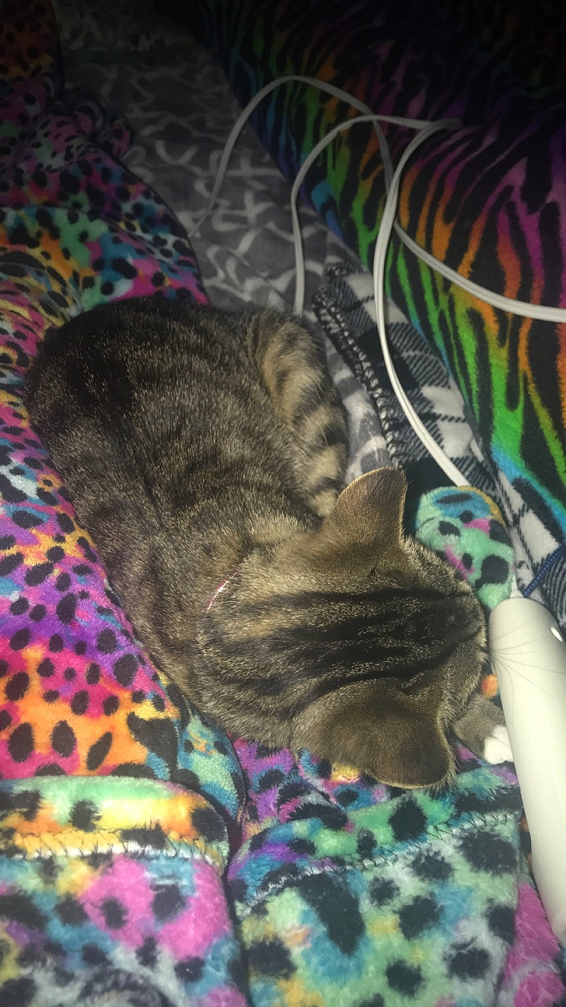 Keke is registered to the contest to win money with this photo: carnivore, cat, european_shorthair, fawn, felidae, fur, kitten, small_to_medium_sized_cats, tabby_cat, tail, whiskers