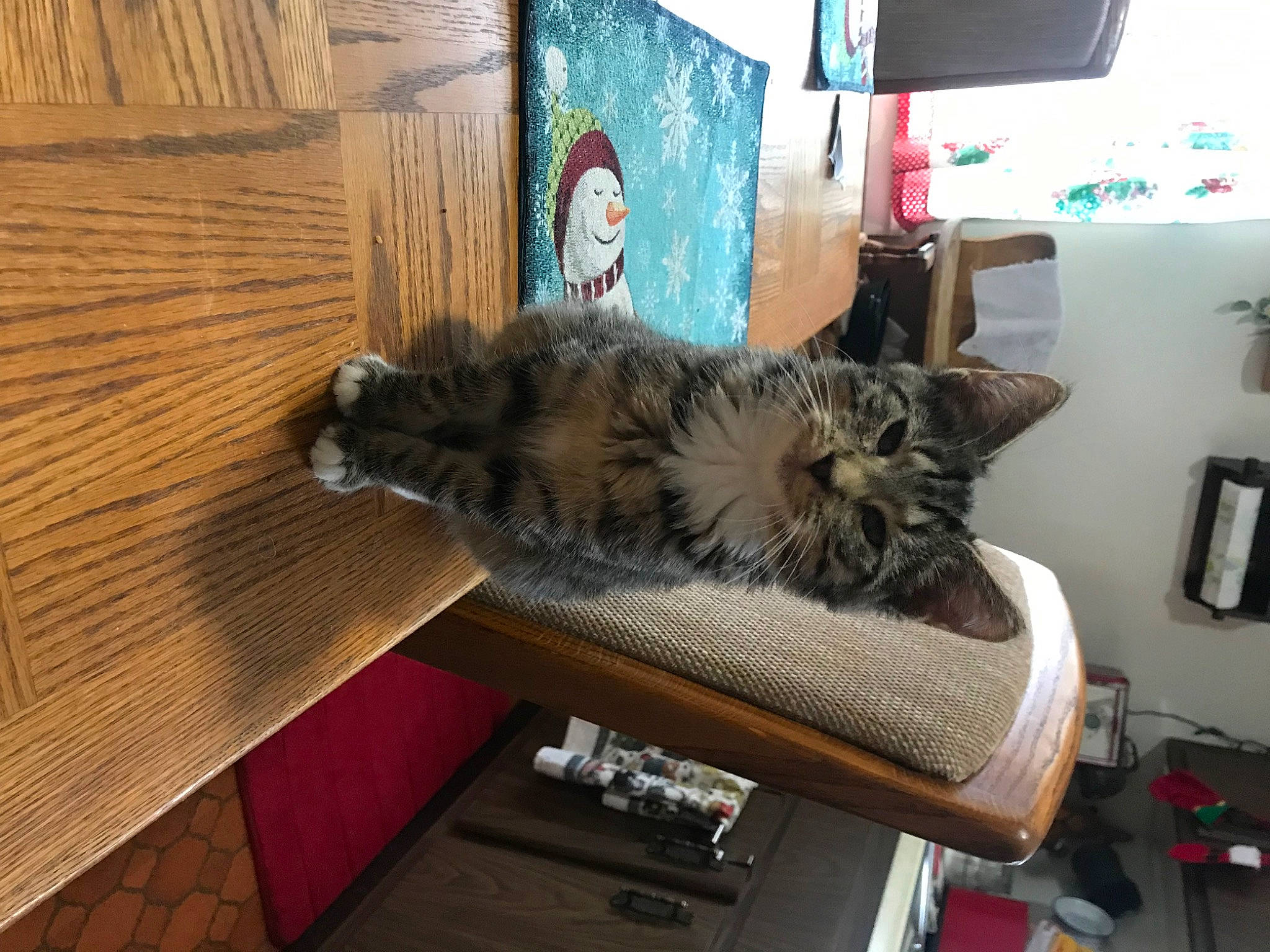 Keke is registered to the contest to win money with this photo: american_shorthair, asian, carnivore, cat, domestic_long_haired_cat, domestic_short_haired_cat, dragon_li, european_shorthair, felidae, fur, kitten, kurilian_bobtail, maine_coon, norwegian_forest_cat, pixie_bob, small_to_medium_sized_cats, tabby_cat, tail, whiskers, wood