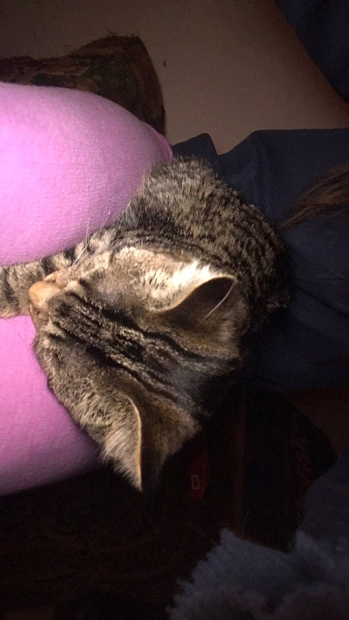 Keke is registered to the contest to win money with this photo: cat, felidae, fur, small_to_medium_sized_cats, tabby_cat, textile, whiskers