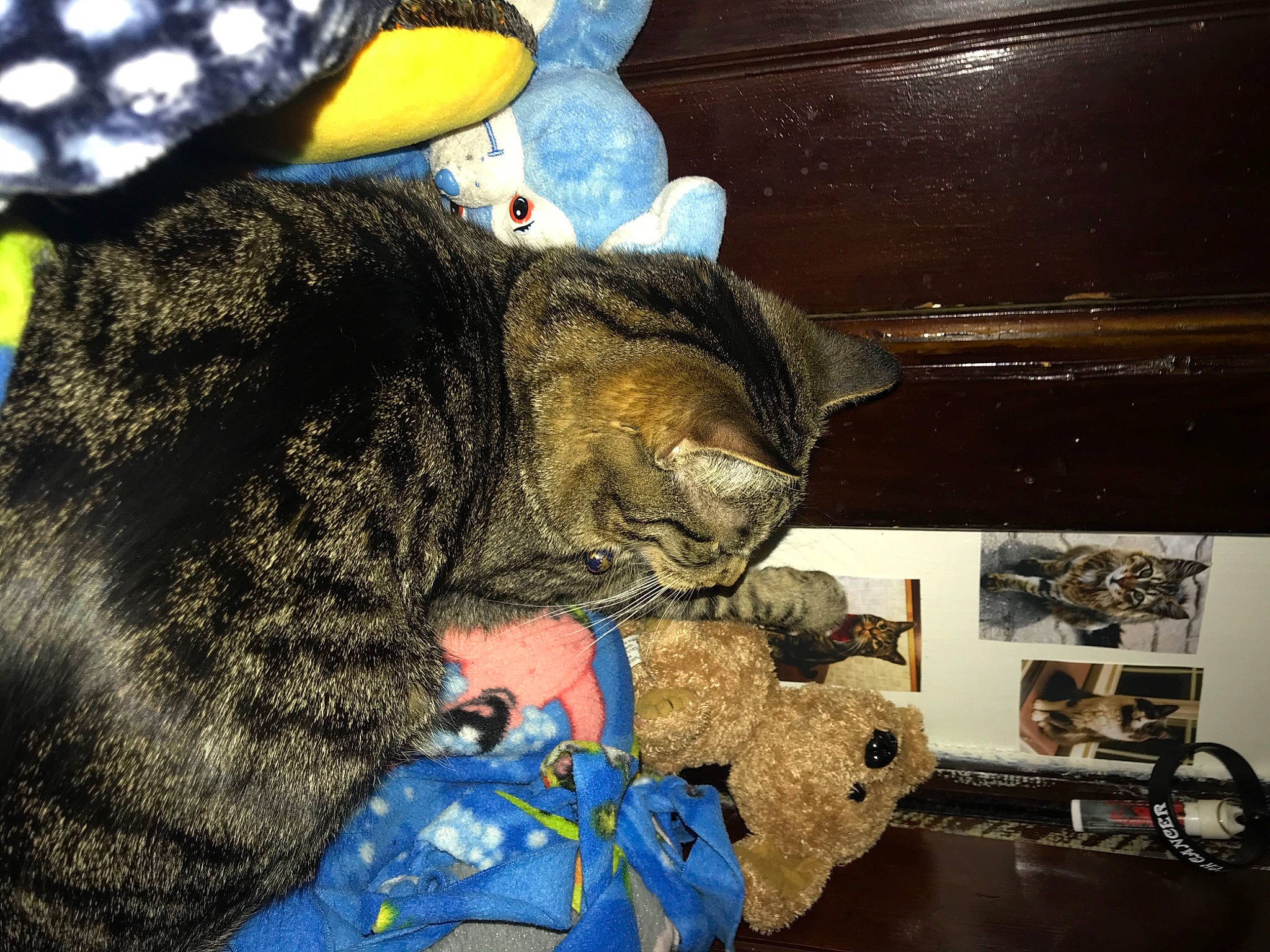 Keke is registered to the contest to win money with this photo: american_shorthair, asian, carnivore, cat, claw, domestic_short_haired_cat, dragon_li, european_shorthair, felidae, german_rex, kitten, small_to_medium_sized_cats, snout, tabby_cat, whiskers