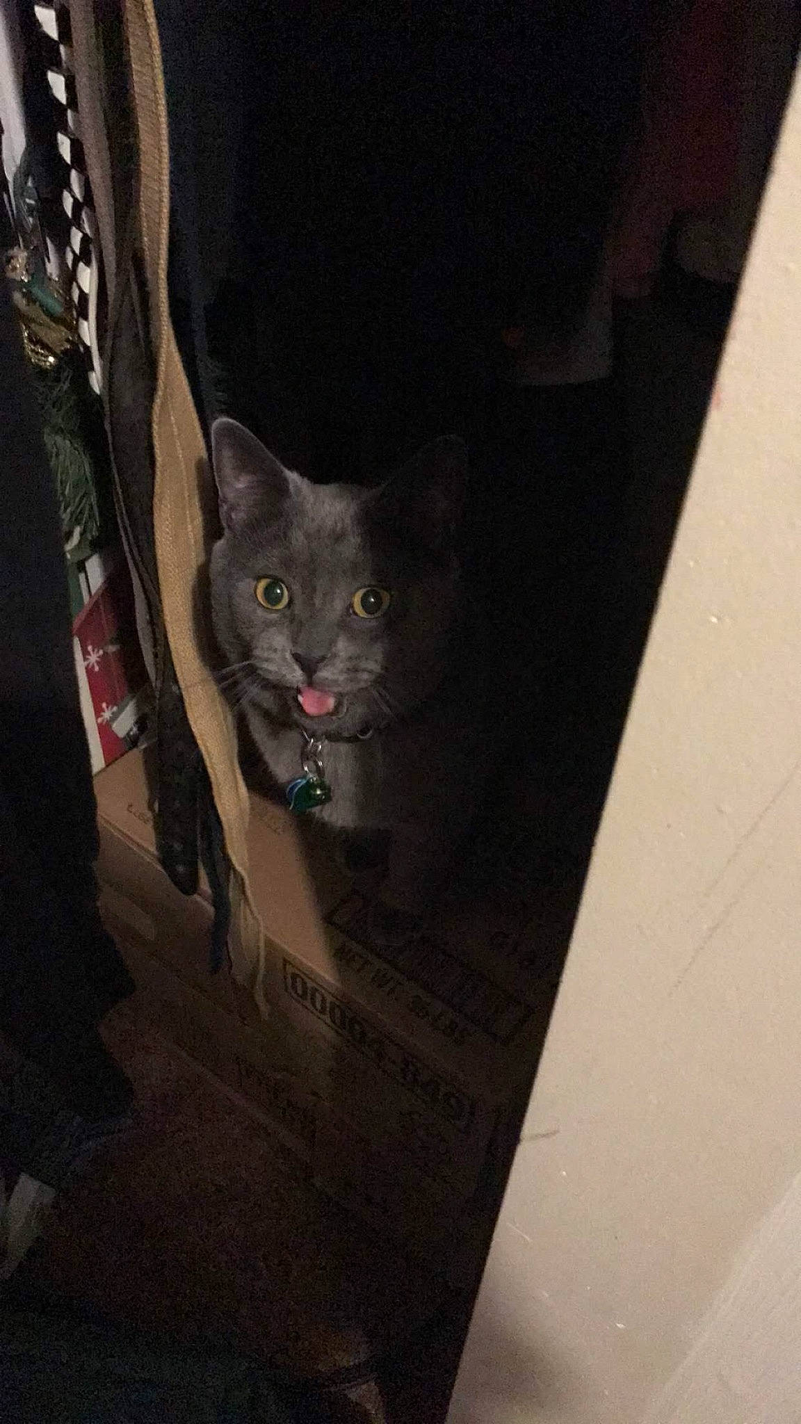 Jr. joined the competition — help win amazing prizes! asian, black_cat, british_shorthair, carnivore, cat, chartreux, domestic_short_haired_cat, european_shorthair, eye, felidae, kitten, korat, russian_blue, small_to_medium_sized_cats, whiskers