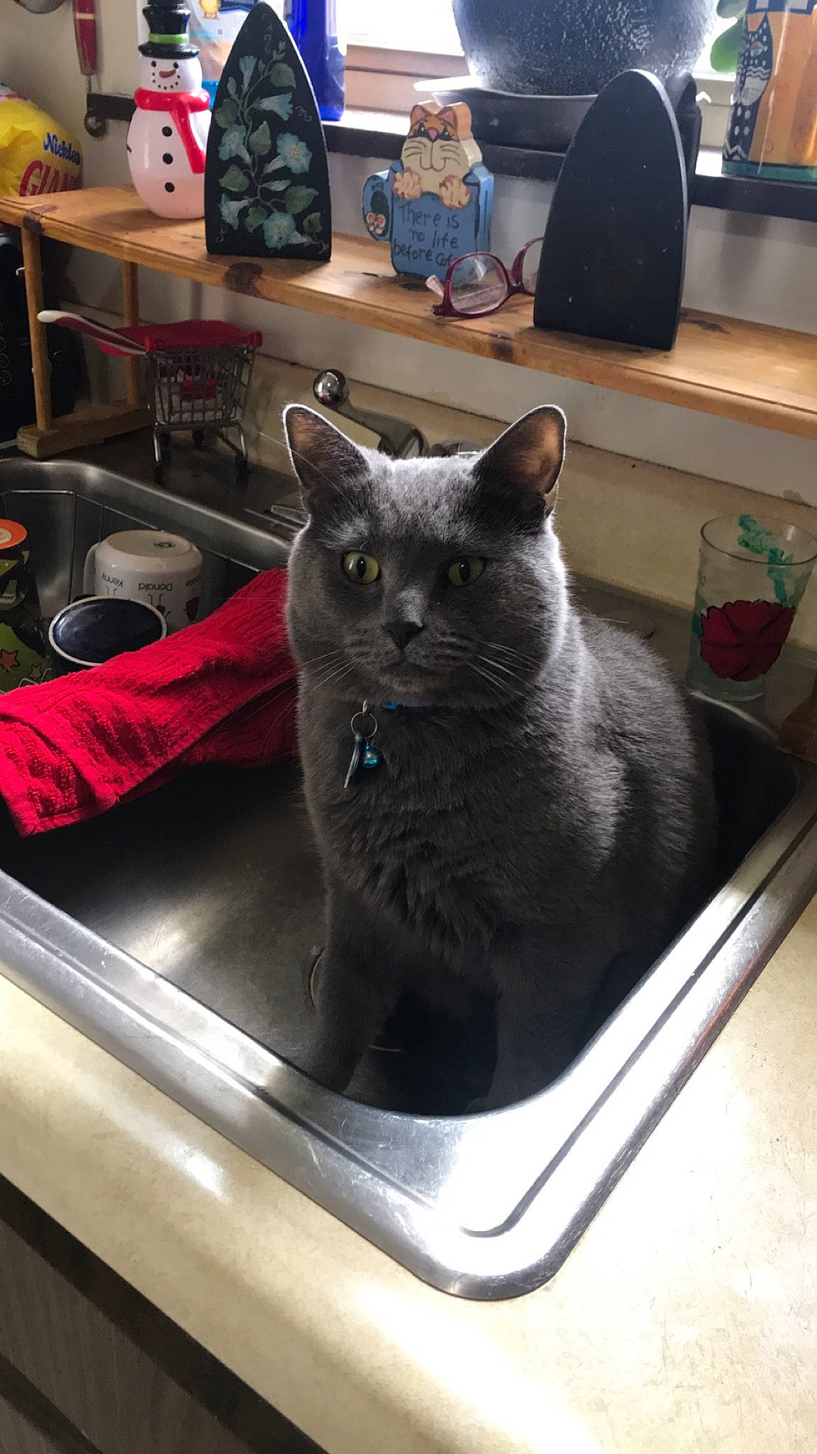 Jr. joined the competition — help win amazing prizes! british_shorthair, carnivore, cat, chartreux, domestic_short_haired_cat, felidae, korat, nebelung, russian_blue, small_to_medium_sized_cats, table, whiskers