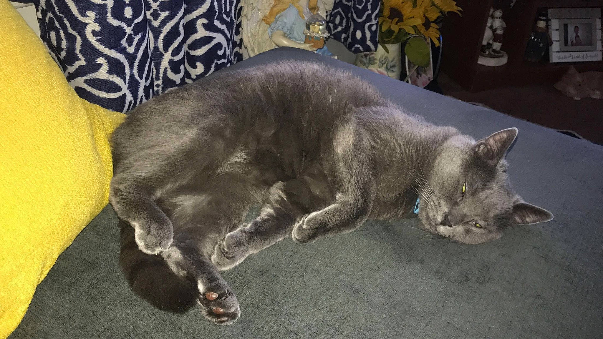 Jr. joined the competition — help win amazing prizes! asian, carnivore, cat, chartreux, domestic_short_haired_cat, felidae, korat, mammal, nap, nebelung, paw, russian_blue, sleep, small_to_medium_sized_cats, tail, vertebrate, whiskers