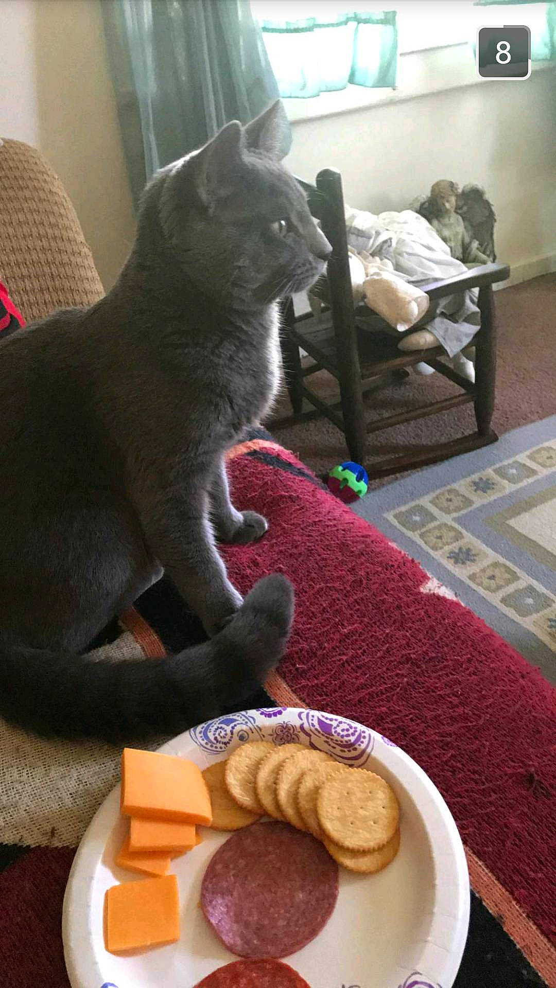Jr. joined the competition — help win amazing prizes! breakfast, british_shorthair, carnivore, cat, chartreux, cuisine, domestic_short_haired_cat, eating, felidae, food, korat, russian_blue, small_to_medium_sized_cats, snack