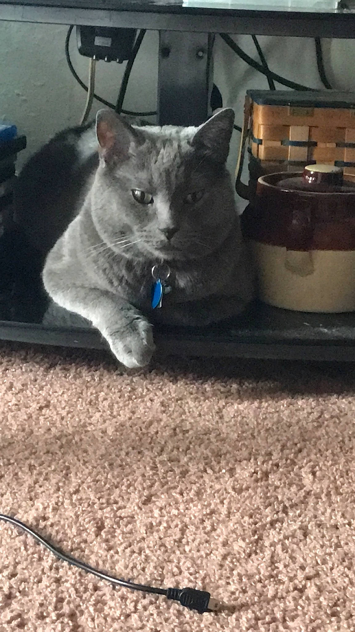 Jr. joined the competition — help win amazing prizes! british_shorthair, carnivore, cat, domestic_short_haired_cat, fawn, felidae, kitten, korat, mammal, russian_blue, small_to_medium_sized_cats, whiskers