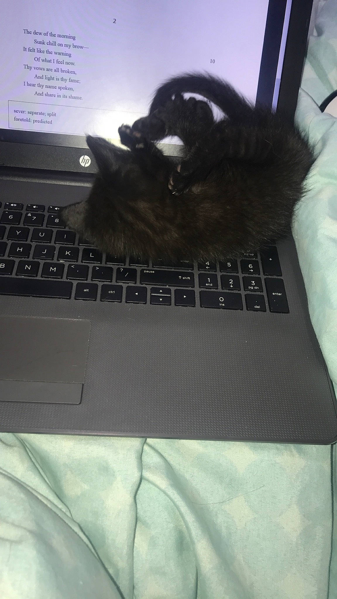 Ace is registered to the contest to win money with this photo: black, black_cat, carnivore, cat, computer_keyboard, electronic_device, felidae, fur, kitten, small_to_medium_sized_cats, tail, technology, whiskers