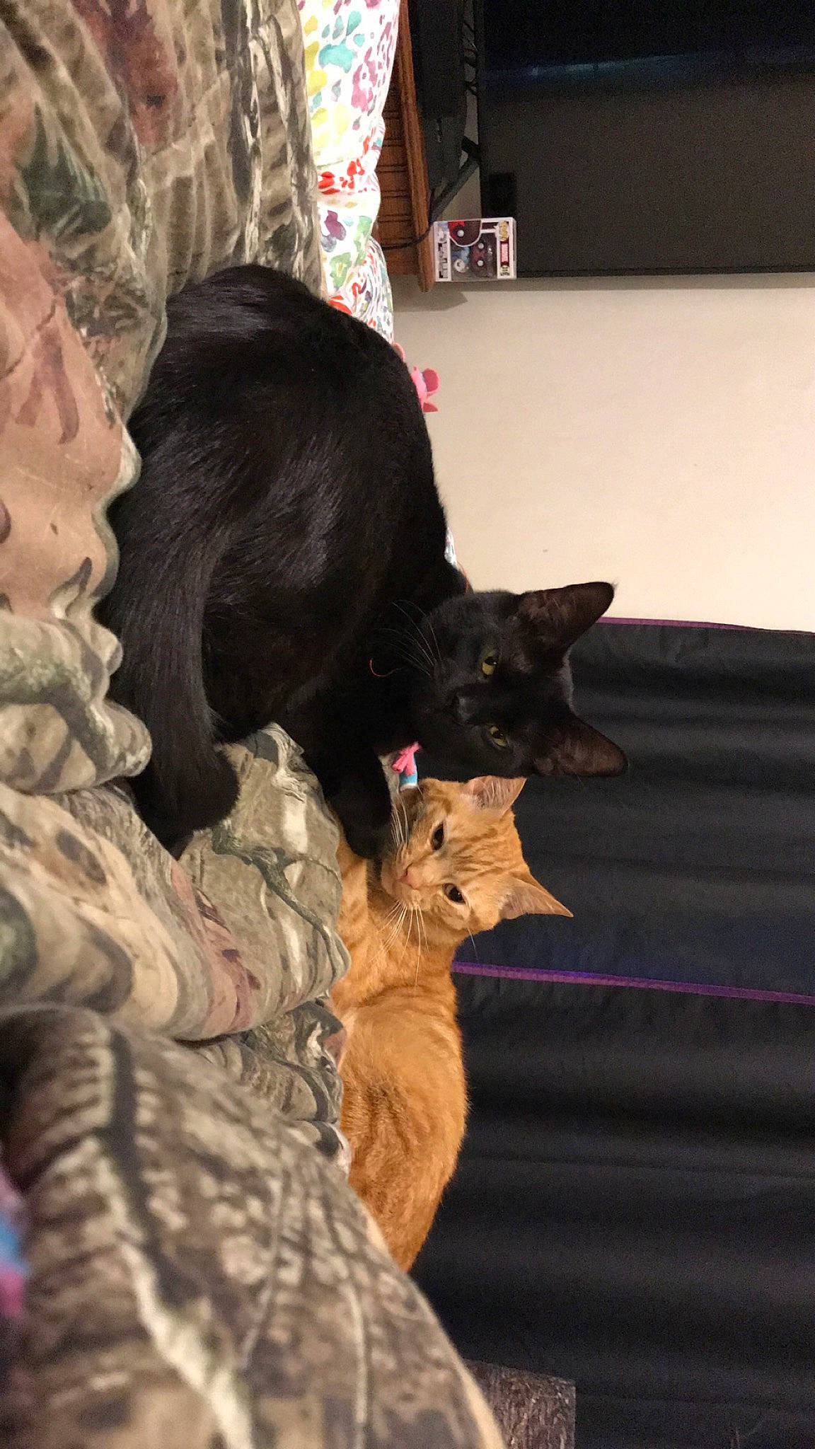 Ace joined the competition — help win amazing prizes! carnivore, cat, ear, fawn, felidae, fur, kitten, long_hair, small_to_medium_sized_cats, whiskers