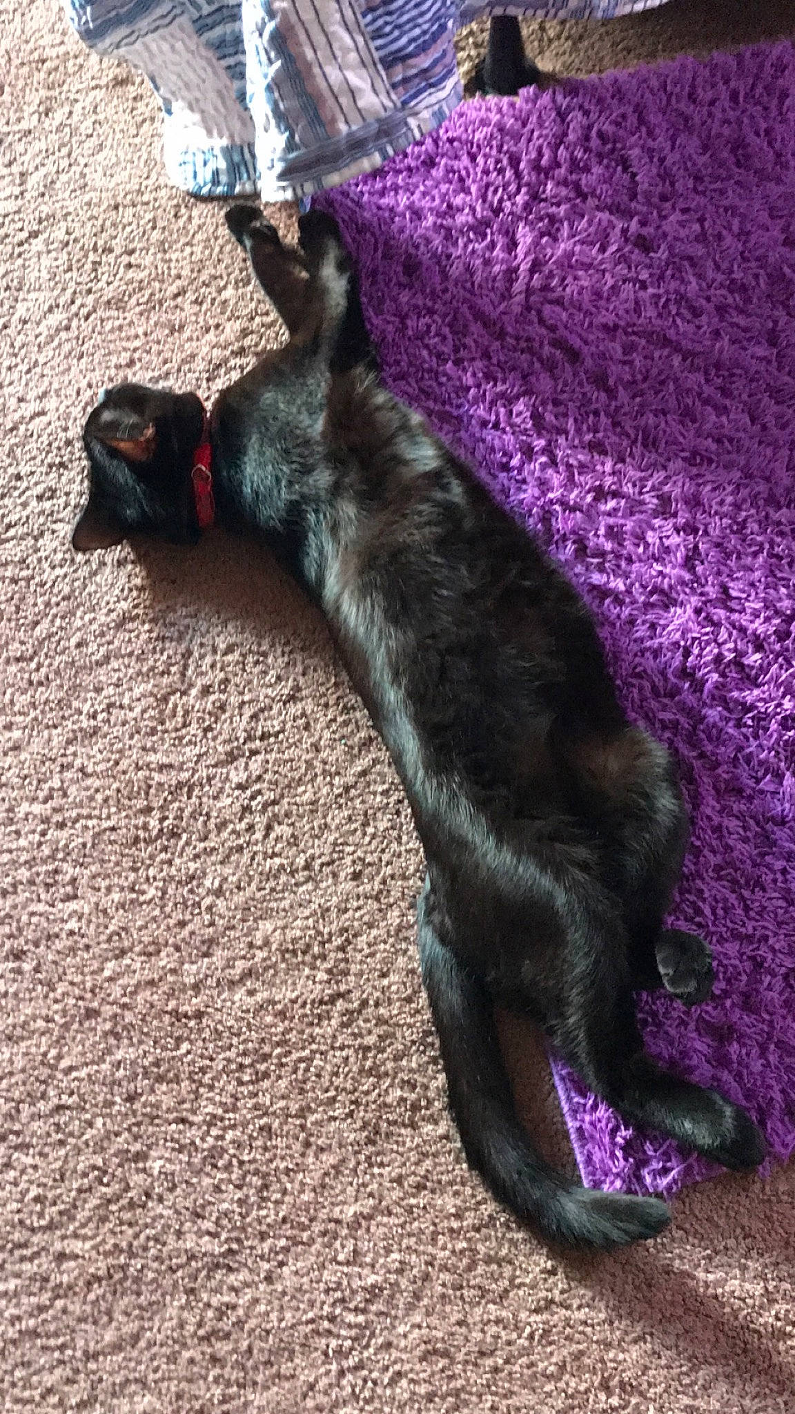 Ace joined the competition — help win amazing prizes! black_cat, bombay, carnivore, cat, dog_breed, domestic_short_haired_cat, felidae, fur, small_to_medium_sized_cats, tail