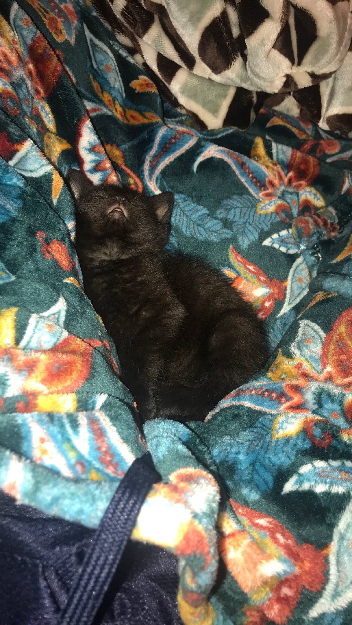 Ace is registered to the contest to win money with this photo: black_cat, carnivore, cat, felidae, fur, kitten, pattern, small_to_medium_sized_cats, tail