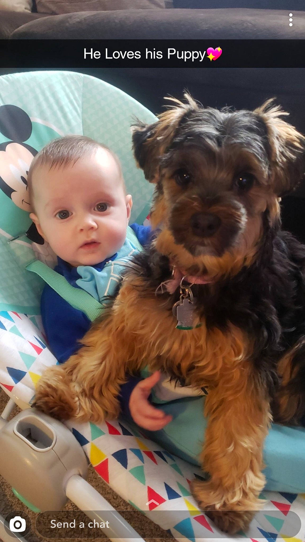 Mia is registered to the contest to win money with this photo: australian_terrier, bolonka, canidae, carnivore, companion_dog, dog, dog_breed, maltepoo, mammal, miniature_schnauzer, morkie, puppy, puppy_love, rare_breed_dog, schnoodle, sporting_lucas_terrier, terrier, welsh_terrier, yorkipoo, yorkshire_terrier