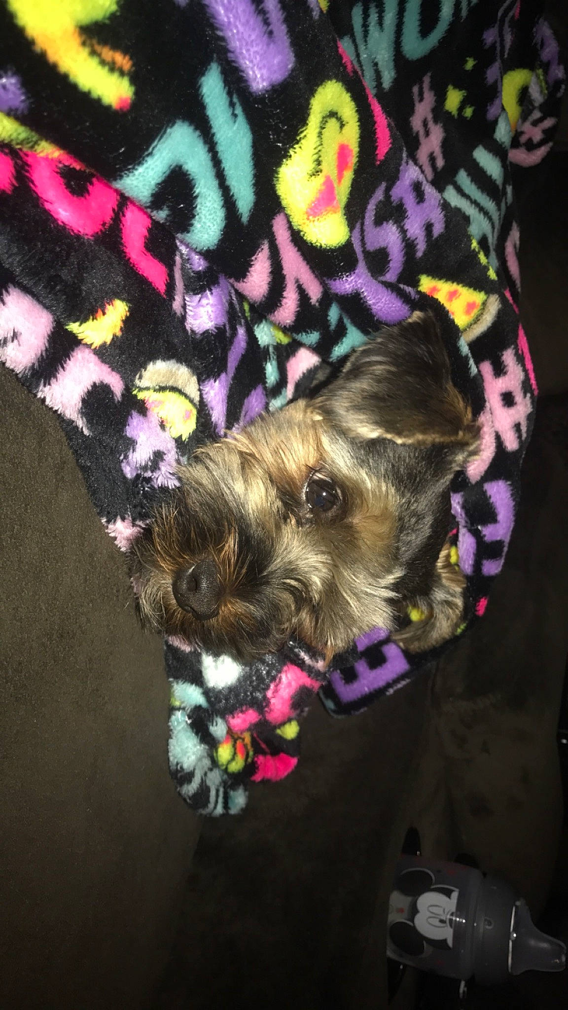 Mia joined the competition — help win amazing prizes! canidae, carnivore, dog, dog_breed, ear, morkie, pink, puppy, shih_tzu, small_terrier, terrier, toy_dog, yorkshire_terrier