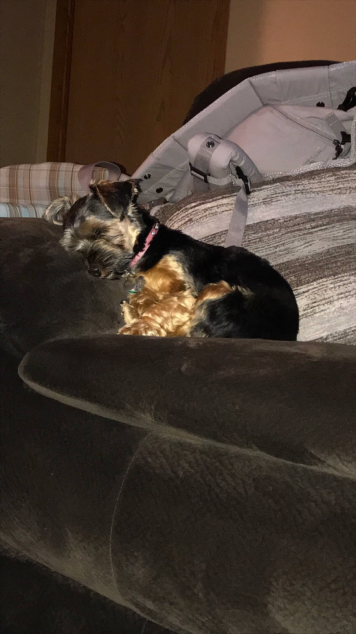 Mia is registered to the contest to win money with this photo: canidae, carnivore, guard_dog