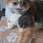 Tosca a rejoint le concours — aidez-le/la à gagner de superbes lots ! animal, blanket, calico, cat, closeup, cozy, cute, cute_pet, domestic, feline, fur, indoor, mammal, paw, paw_print, pet, relaxed, resting, soft, whiskers