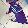 Bébé Blue participe au concours pour gagner de l'argent avec cette photo : dog, small_dog, puppy, black_dog, brown_markings, sitting, looking_at_camera, head_tilt, pointed_ears, collar, harness, clothing, pet, animal, indoor, tile_floor, home, portrait, full_body, funny_pose