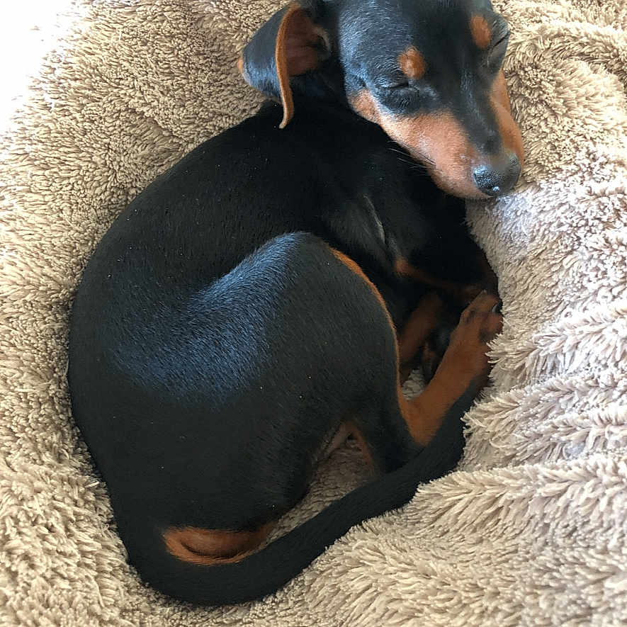 Bébé Blue