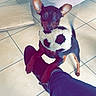 Bébé Blue a rejoint le concours — aidez-le/la à gagner de superbes lots ! dog, puppy, small_dog, pointy_ears, brown_fur, black_fur, sitting, plush_toy, panda_toy, person, leg, indoor, living_room, tile_floor, ottoman, furniture, pet, portrait, playful, cuddling