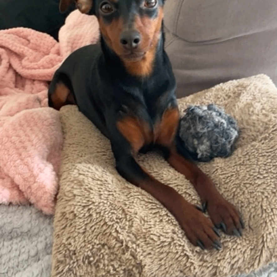Bébé Blue a rejoint le concours — aidez-le/la à gagner de superbes lots ! dog, small_dog, black_and_tan, portrait, sitting, indoors, couch, cushion, blanket, toy, fluffy, pet, canine, brown_markings, black_fur, alert, looking_at_camera, living_room, home, cozy