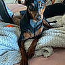 dog, black_and_tan, small_dog, portrait, sitting, lying_down, indoors, couch, blanket, cozy, pet, animal, brown_eyes, floppy_ears, pointed_ears, relaxed, front_view, home, text_overlay, heart_eyes_emoji