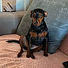 dog, small_dog, black_and_tan, sitting, sofa, couch, pillow, blanket, living_room, indoor, pet, portrait, looking_at_camera, short_hair, floppy_ears, brown_markings, cozy, radiator, french_text, text_overlay