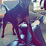 dog, pet, standing, pointy_ears, short_hair, black_dog, curious, looking_at_camera, living_room, indoor, person, legs, jeans, blanket, couch, plush_toy, home, portrait, vertical_photo, natural_light