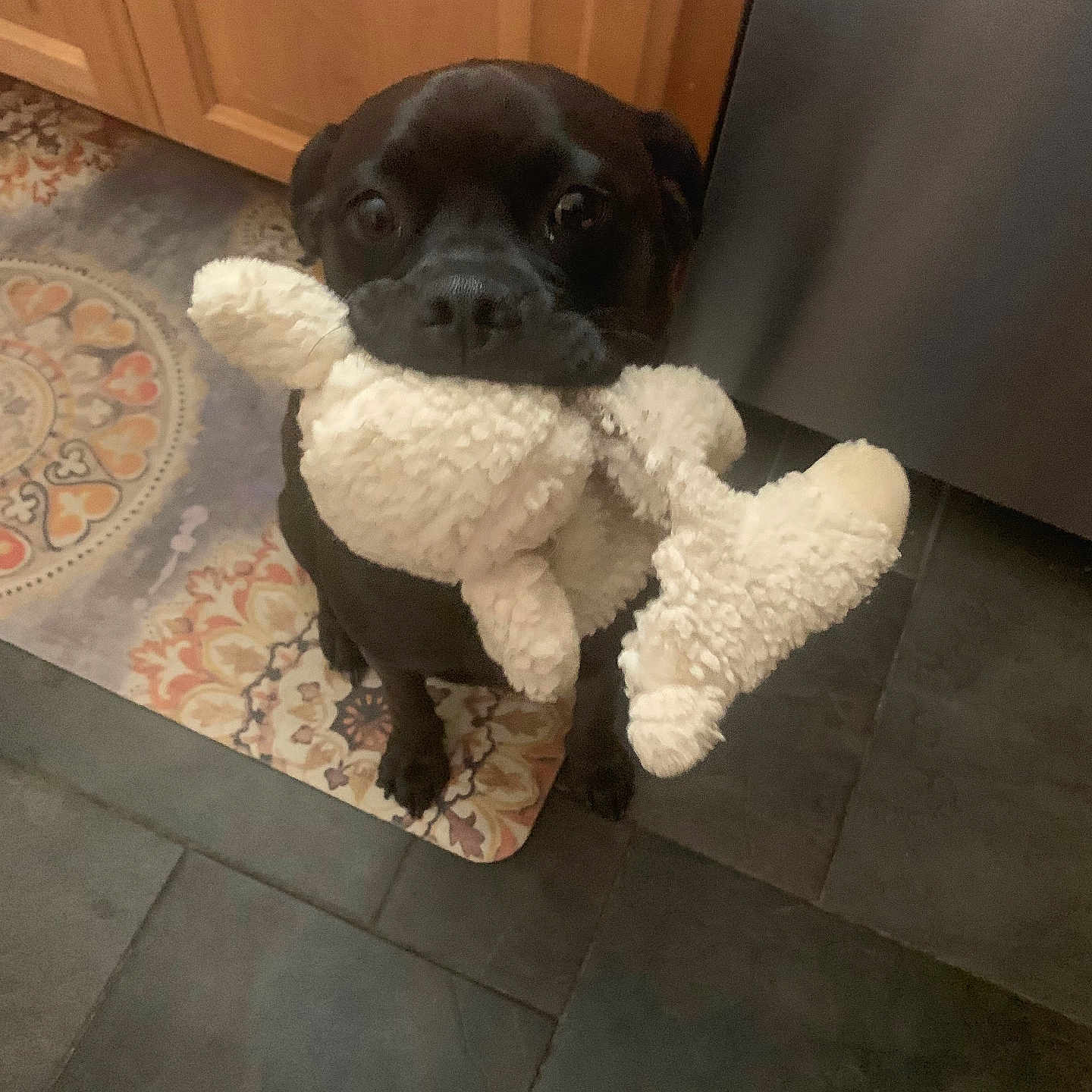Dodger is registered to the contest to win money with this photo: animal, boxer, bulldog, canine, cockerspaniel, dog, frenchbulldog, hardwood, hound, indoors, interiordesign, labradorretriever, pet, plush, pointer, pug, puppy, tile, toy, wood