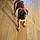 Balto
