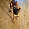 Balto participe au concours pour gagner de l'argent avec cette photo : animal, black_muzzle, boxer, brown_dog, canine, dog, floppy_ears, front_view, home, indoors, looking_at_camera, paws, pet, portrait, puppy, standing, tail, vacuum_cleaner, wooden_floor, wrinkled_face