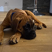 Balto participe au concours pour gagner de l'argent avec cette photo : animal, blue_collar, brown_dog, close_up, cute, dark_muzzle, dog, floppy_ears, home, indoors, kitchen, large_paws, lying_down, pet, portrait, puppy, resting, sleepy, wooden_floor, wrinkled