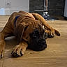 animal, blue_collar, brown_dog, close_up, cute, dark_muzzle, dog, floppy_ears, home, indoors, kitchen, large_paws, lying_down, pet, portrait, puppy, resting, sleepy, wooden_floor, wrinkled