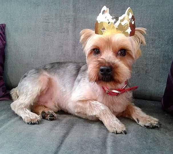 César participe au concours pour gagner de l'argent avec cette photo : biewer_terrier, canidae, carnivore, collar, companion_dog, dog, dog_breed, dog_clothes, dog_collar, dog_supply, fawn, fur, small_terrier, snout, sporting_group, terrier, toy_dog, working_animal, yorkipoo, yorkshire_terrier