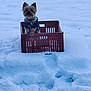 dog, small_dog, sweater, crate, snow, outdoor, winter, pet, animal, curious, cold, fur, canine, frozen, nature, daytime, playful, cute, portrait, isolated