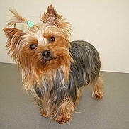 Dolly a rejoint le concours — aidez-le/la à gagner de superbes lots !