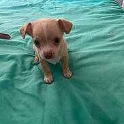 Jax joined the competition — help win amazing prizes! puppy, dog, bed, teal, small, cute, animal, pet, indoor, young, fur, ears, paws, looking_up, adorable, domestic_animal, sleeping_area, portrait, companion, curious