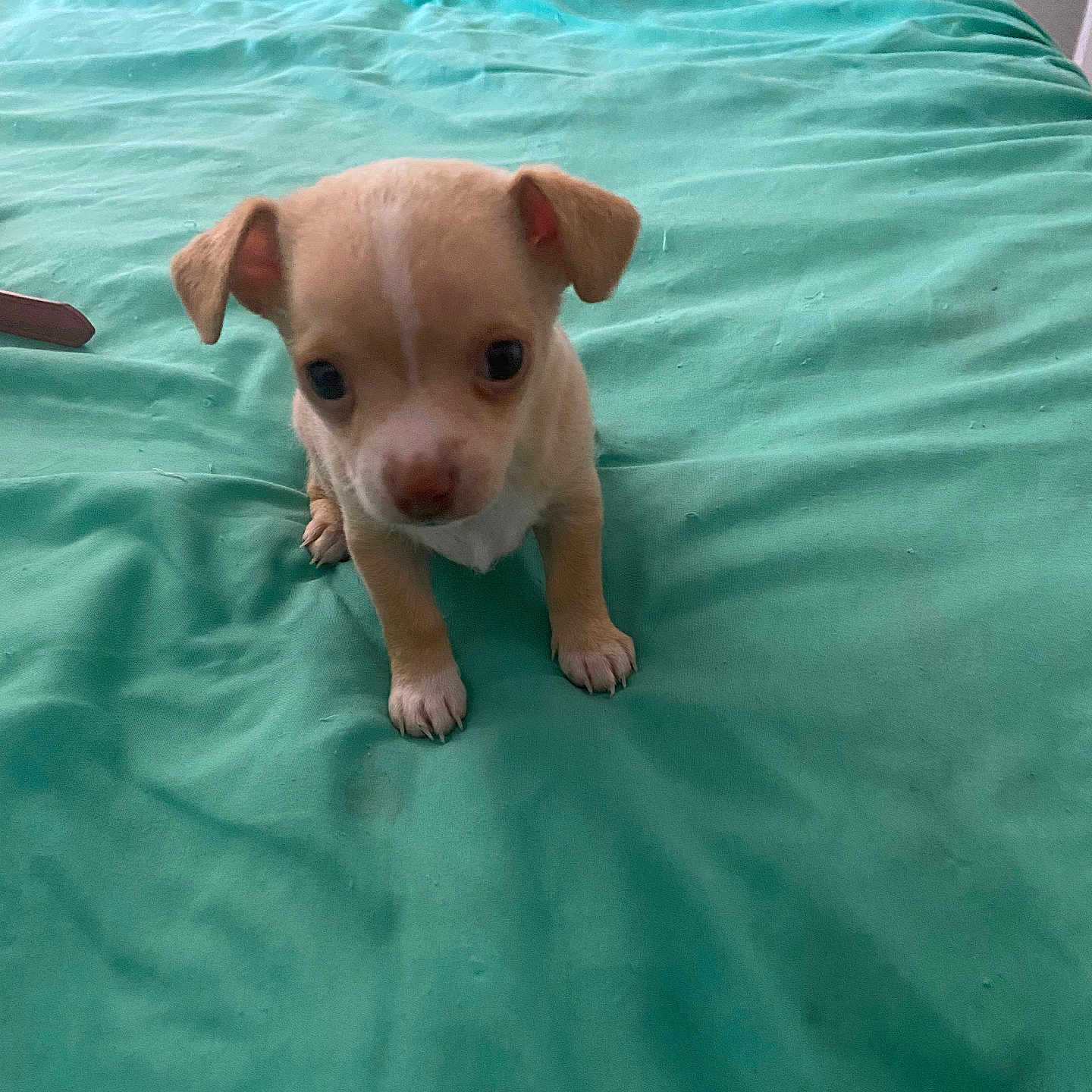 Jax joined the competition — help win amazing prizes! adorable, animal, bed, companion, curious, cute, dog, domestic_animal, ears, fur, indoor, looking_up, paws, pet, portrait, puppy, sleeping_area, small, teal, young