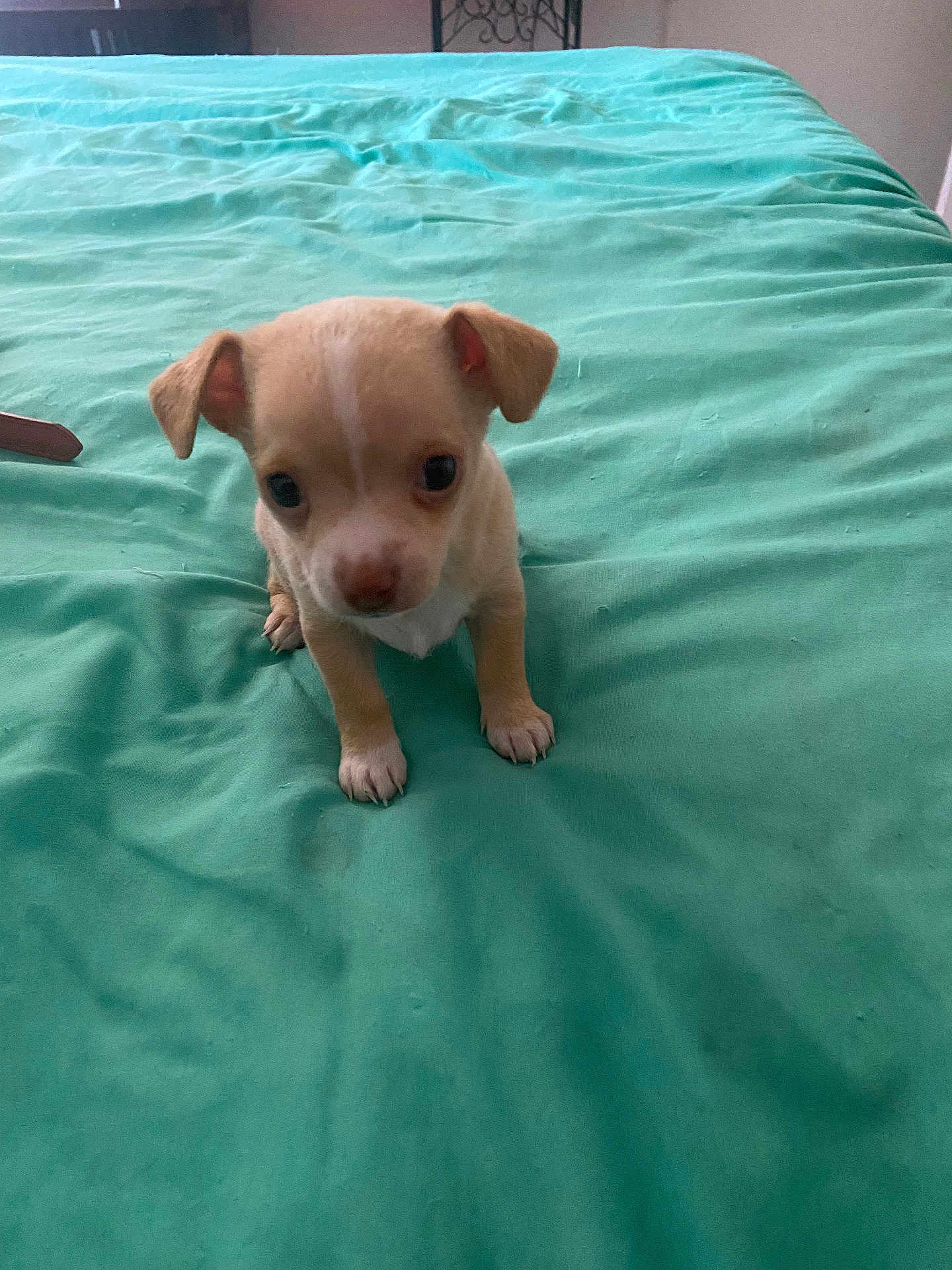 Jax